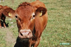 dsc_0326