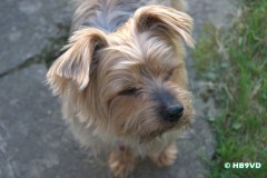 SONY DSC