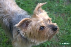SONY DSC